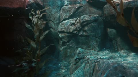 Underwater Penguin