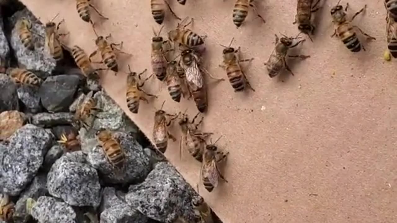 50 thousands bees in a shed 🐝🤯