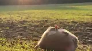 Hedgehog Rolls Down Slope at Sunset