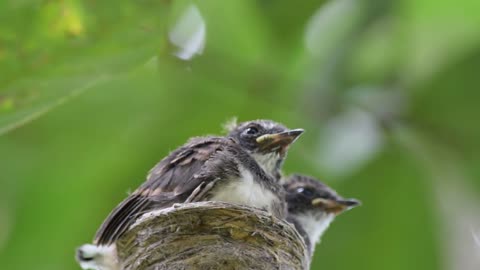 Feeding Pied Fantail bird on its nest