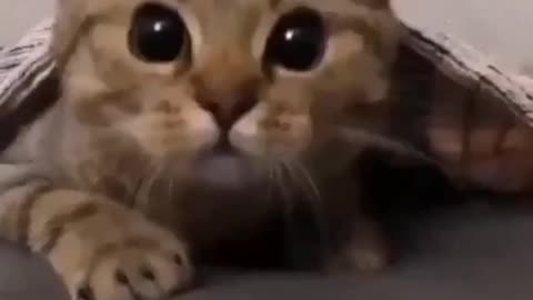 Cute cats