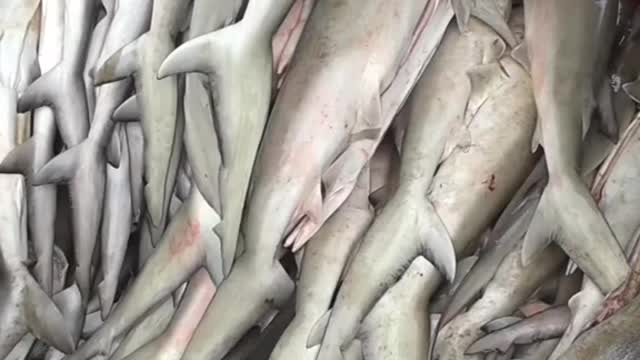 How YOU can HELP SAVE SHARKS