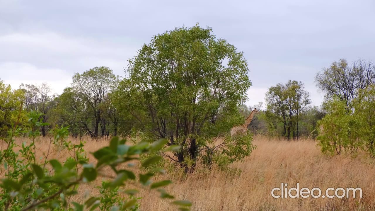 A Giraffe Walking In The Wilderness