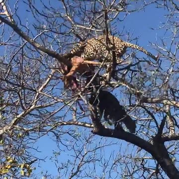 Two Leopards Battle Over a Carcass! 😱😱😱
