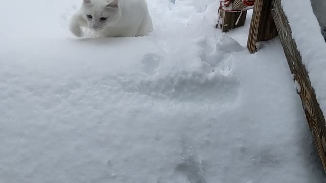 Seeing if the Cat Likes the Snow