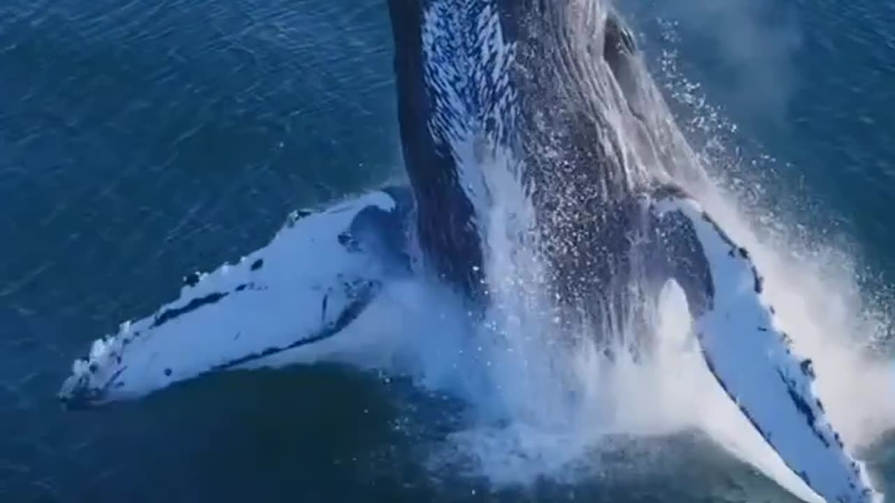 Una maravilla en el mar 2