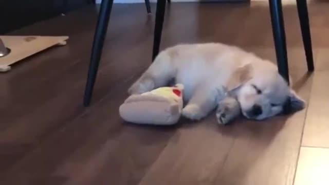 puppy dreaming