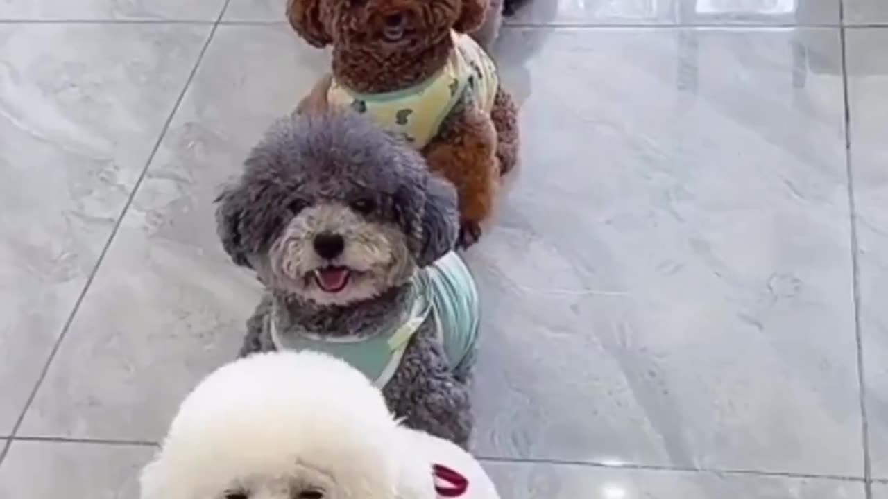 "Bichons: The Adorable Fluffballs That Melt Your Heart!"