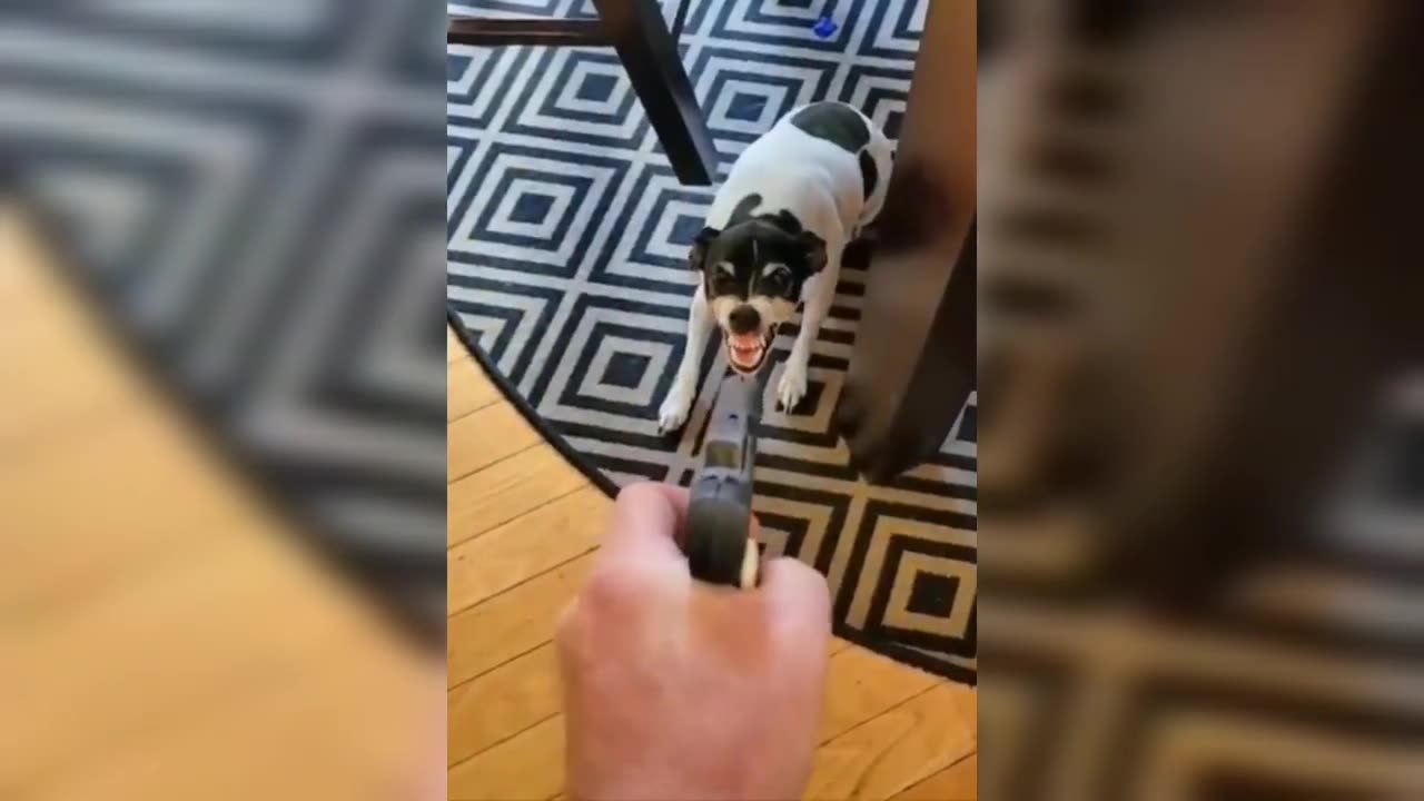 Funny Cat Videos 😹😍