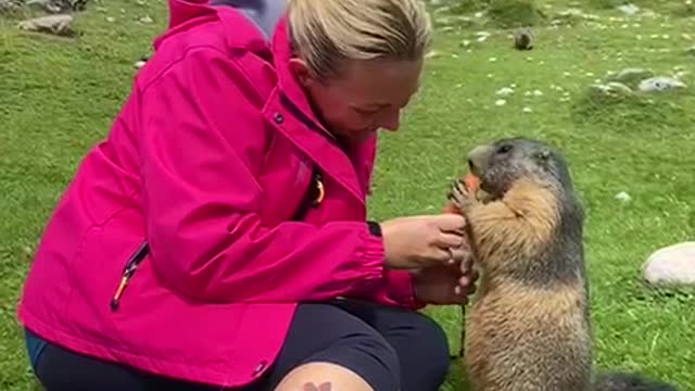 Marmot Eats Carrot From Hiker's Hand