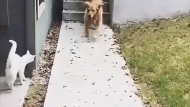 Dog and cat playing in a very cute🤩😂🥰