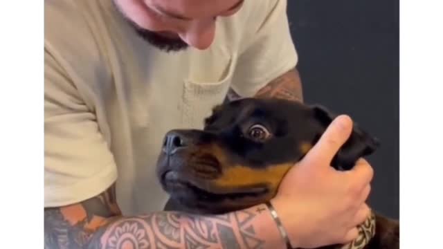 Chiropractor reset dogs neck and his reaction left speechless