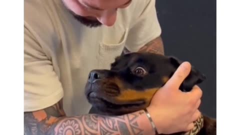 Chiropractor reset dogs neck and his reaction left speechless