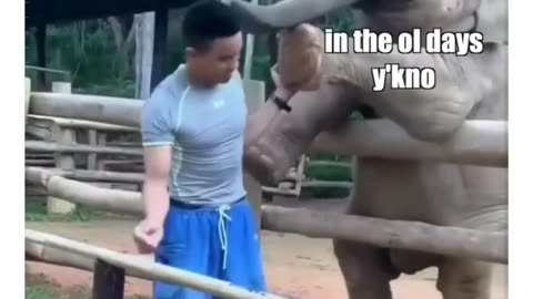 ELEPHANT FUNNY VIDEOS