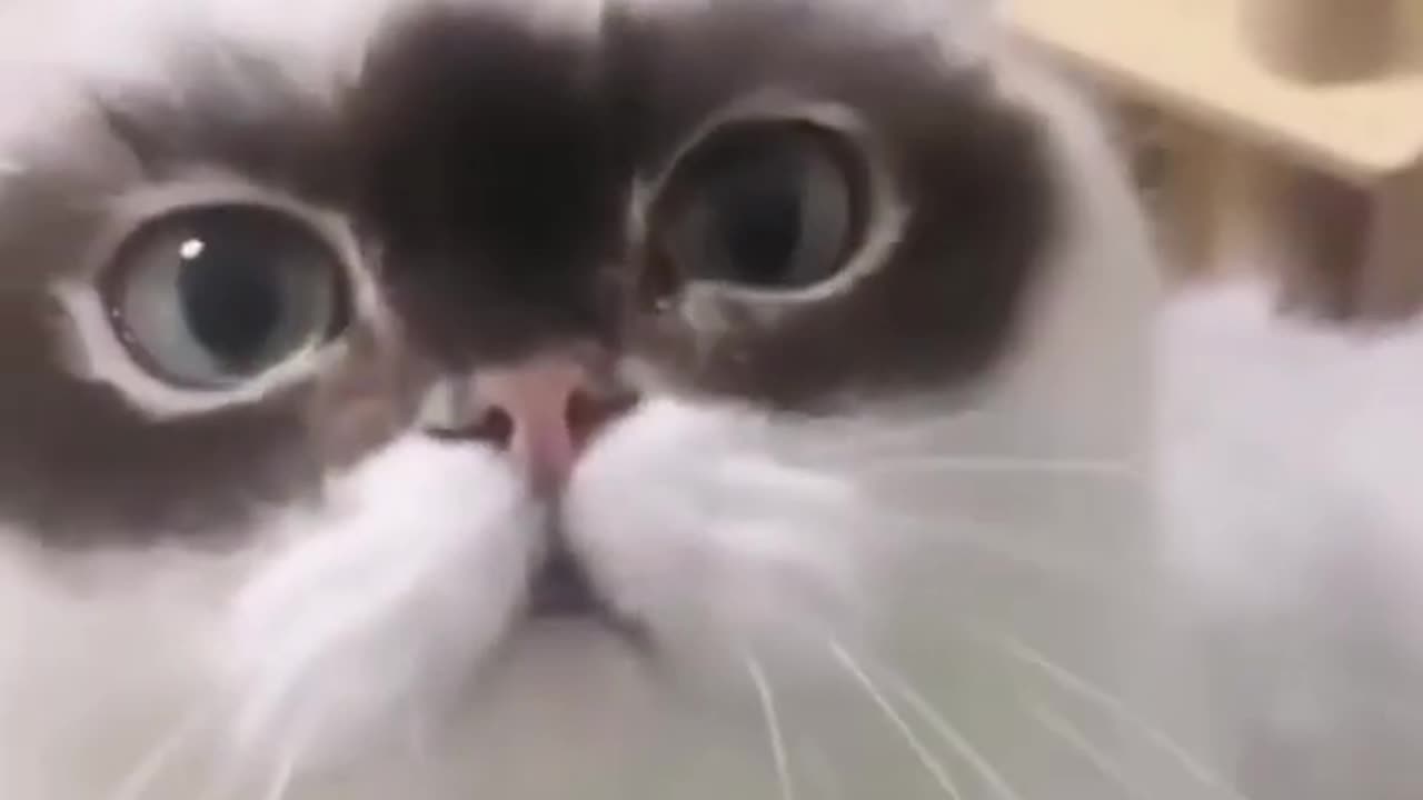 Amazing Funny Cats Trending Clips😍