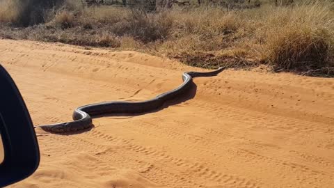 Huge Python seen in road