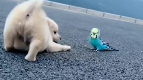 Fun dog with parrot