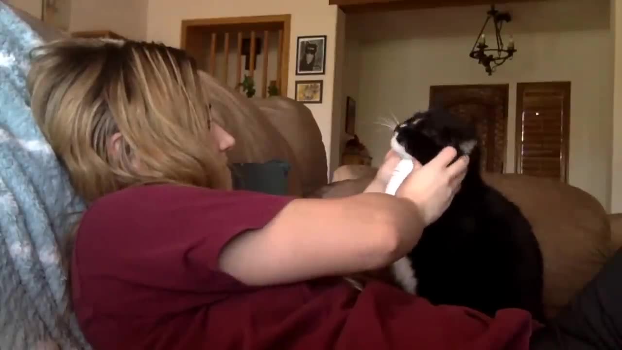 Cat politily asking to get petted