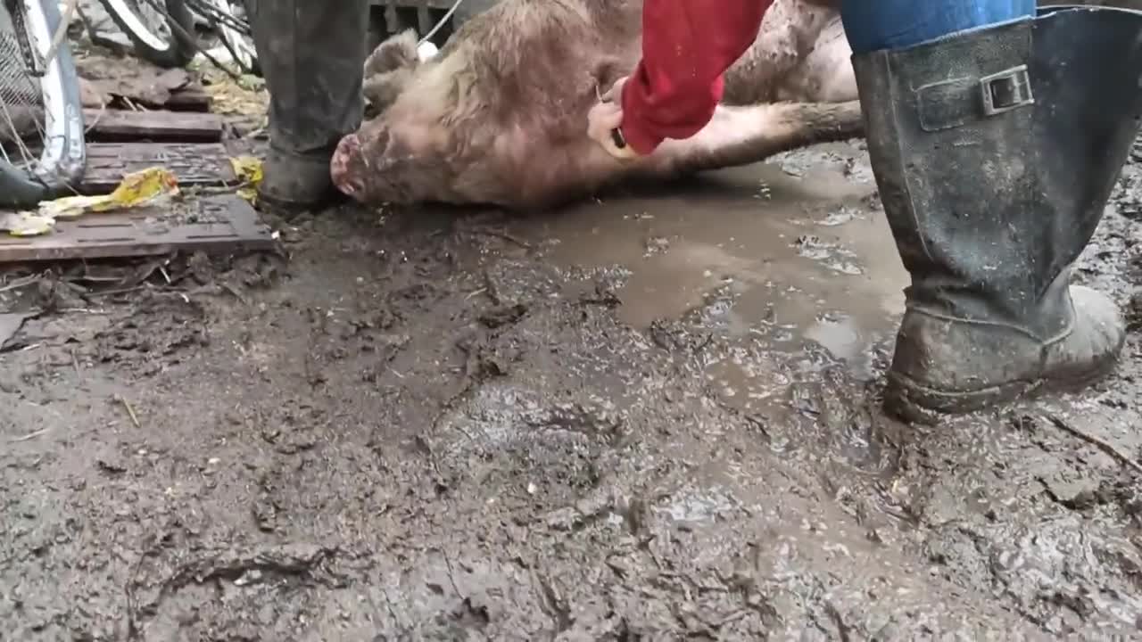 Забой свиньи с помощью парализатора . Без одного крика удобно и легко