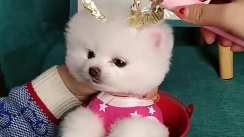 Funny baby dogs cute video 😄😄