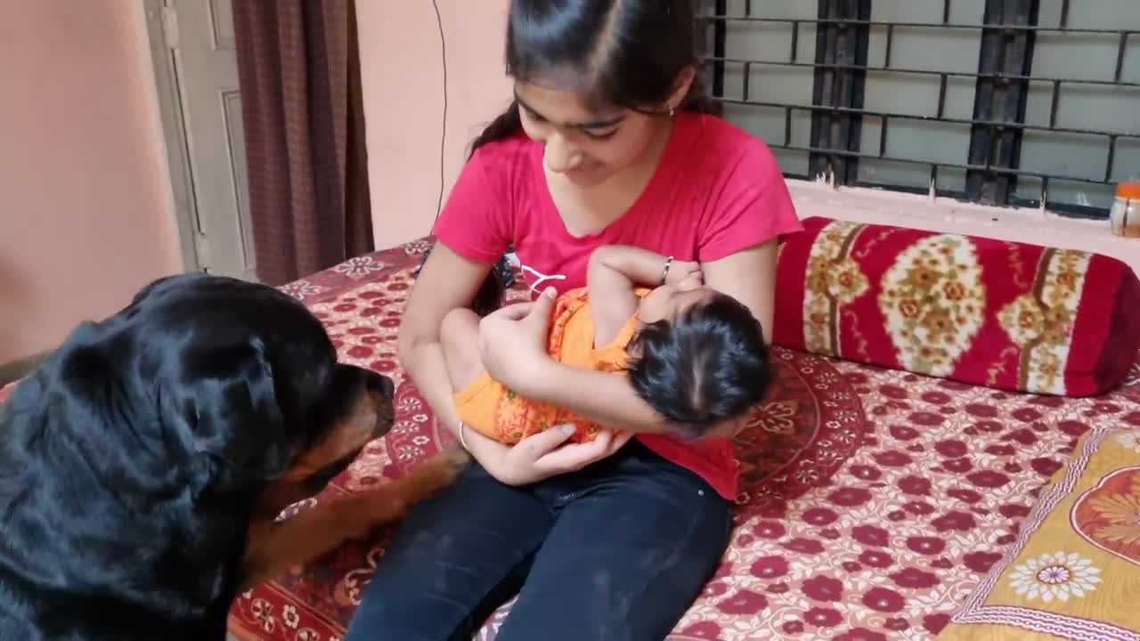 Jerry and Aaru are made for each other🐕Dog protecting baby🐕the rott best Video