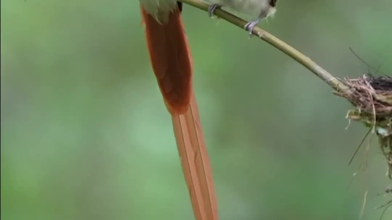 Beautiful cute birds