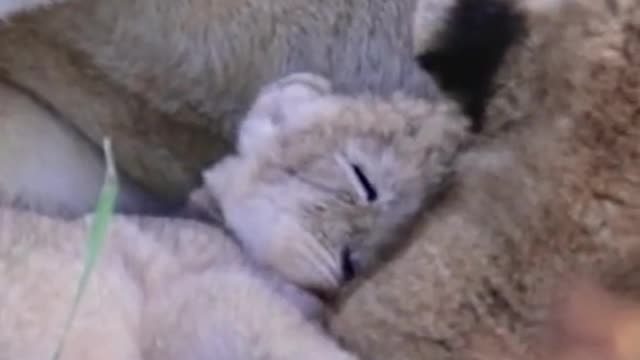 Wild animals zero distance from lions