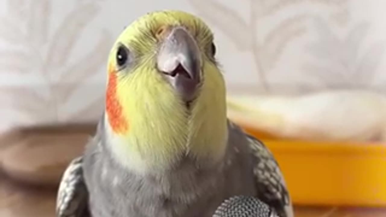 Beautiful tia bird 🐦 trending video