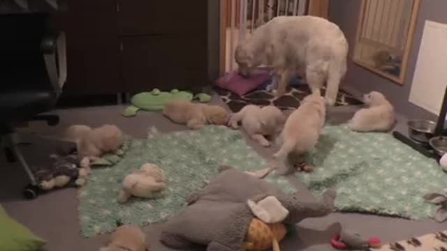 How an experienced dog mother teaches her 8 weeks old puppies to be calm.