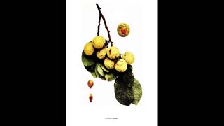 Plums Revisited