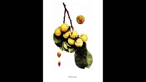 Plums Revisited