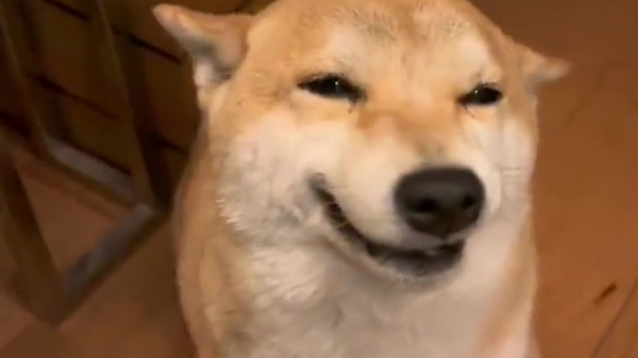 FUNNY DOG