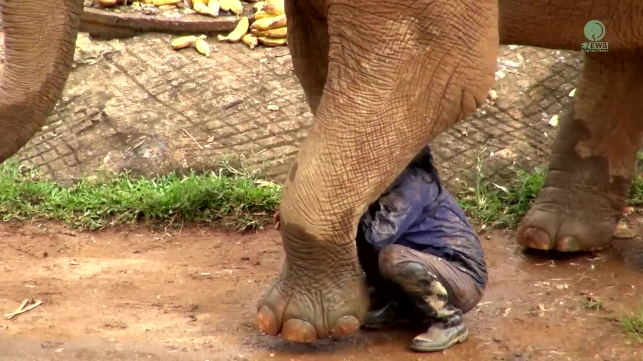 Watch Heartwarming Moment When Elephant Heard Calling Voice From Her Favourite Person - ElephantNews