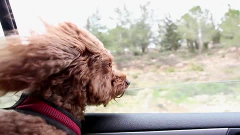 Poodle admiring nature through the car window.