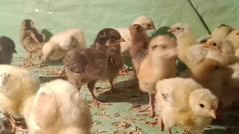 Cute Day Old chicks 🥰