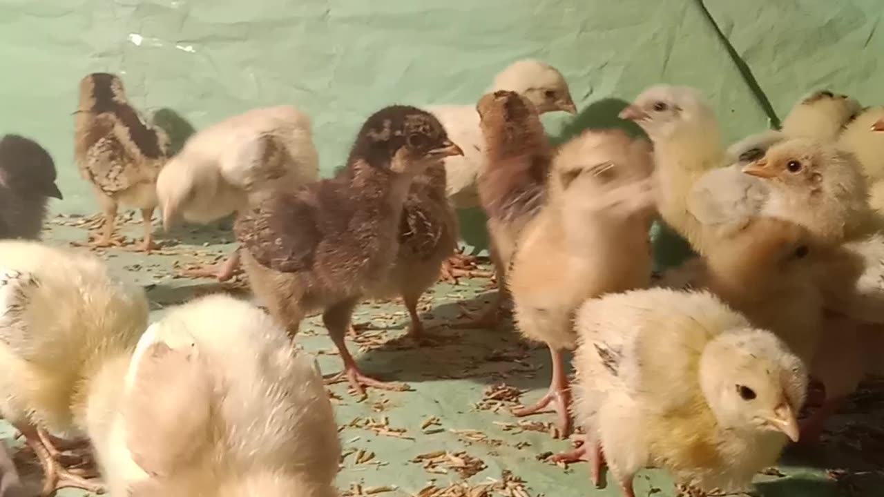 Cute Day Old chicks 🥰