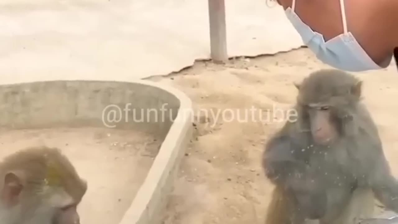 Have to pay for bullying the monkey 💯😂