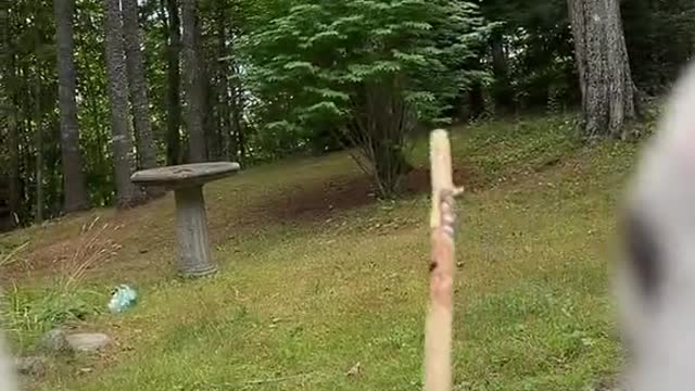 Dogs finding the dirtiest most splintered stick