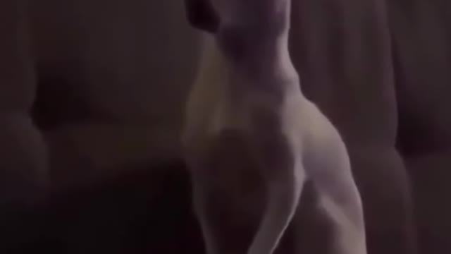 Funny Animal Videos #72