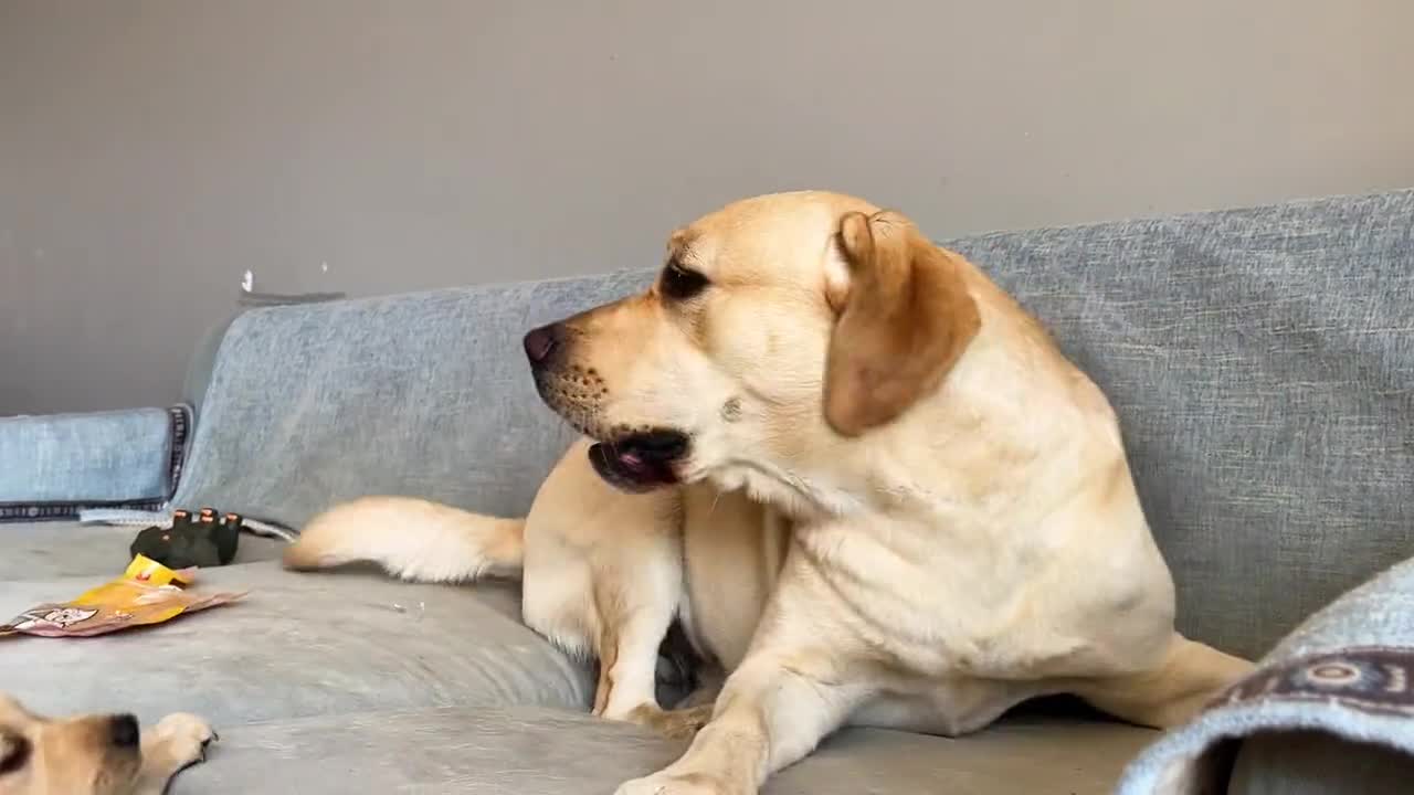 A family dispute, of course, is handled by an adult