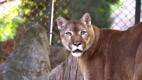 Mountain Lion walking in zoo