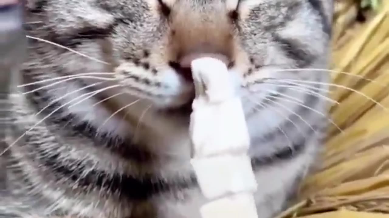 🐵Daily Funny Animals & Cute Pets Viral Videos😂 | Animals LOL Moments