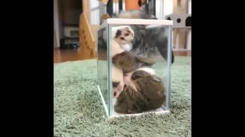 pigyyyy animal