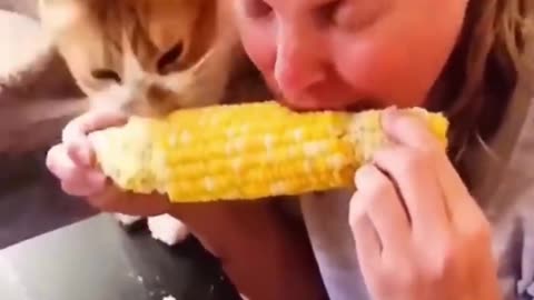Funny Animal Videos
