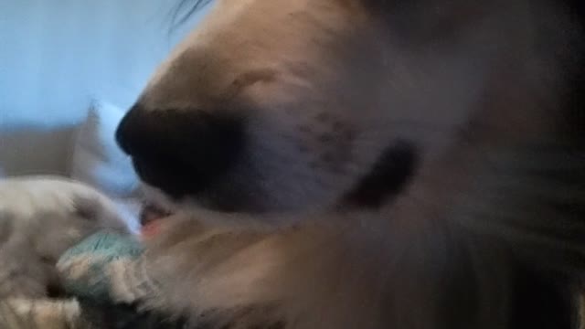 My Dog Protecting Me
