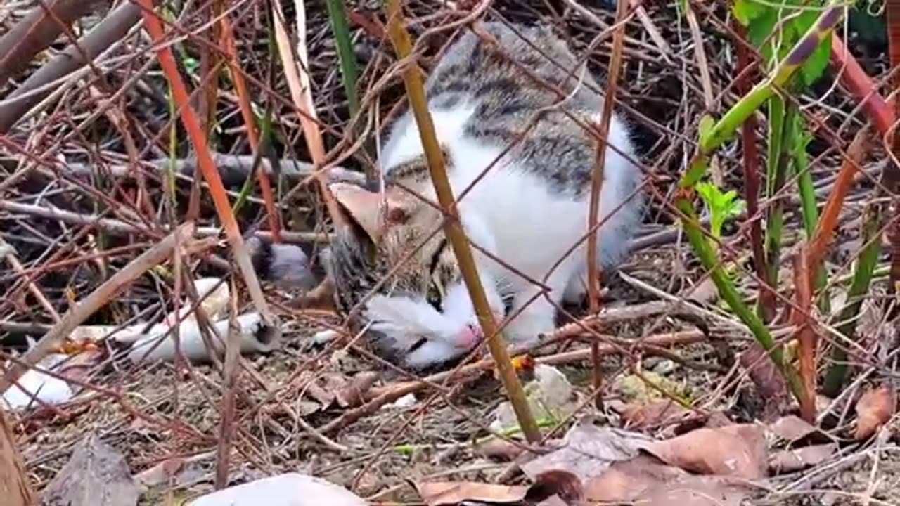 Cowardly male Cat eats food #hungrycats #catvideos