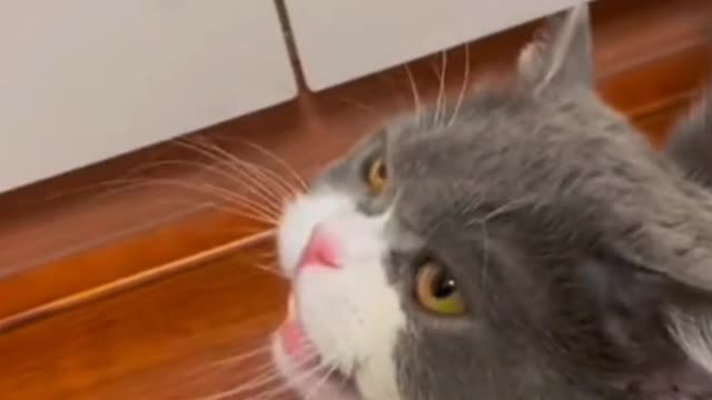 The sight of my cat petting makes my heart melt...