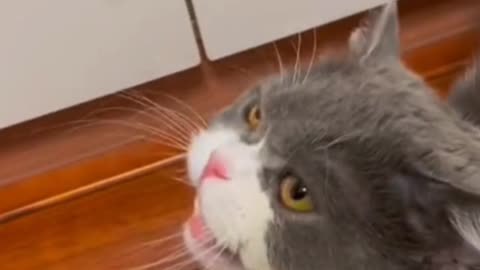 The sight of my cat petting makes my heart melt...