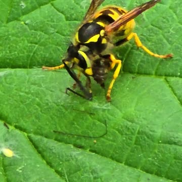 Hornet chilling while eating / beautiful hornet.
