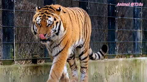 World biggest tiger